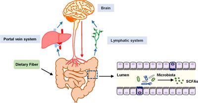 Application background and mechanism of short-chain fatty acids in sepsis-associated encephalopathy